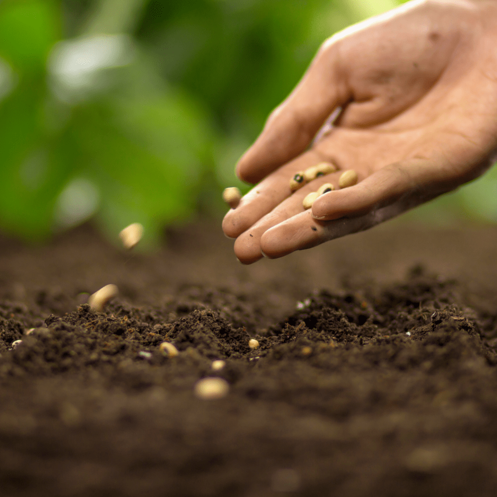 Sow, Grow, and&nbsp;Glow