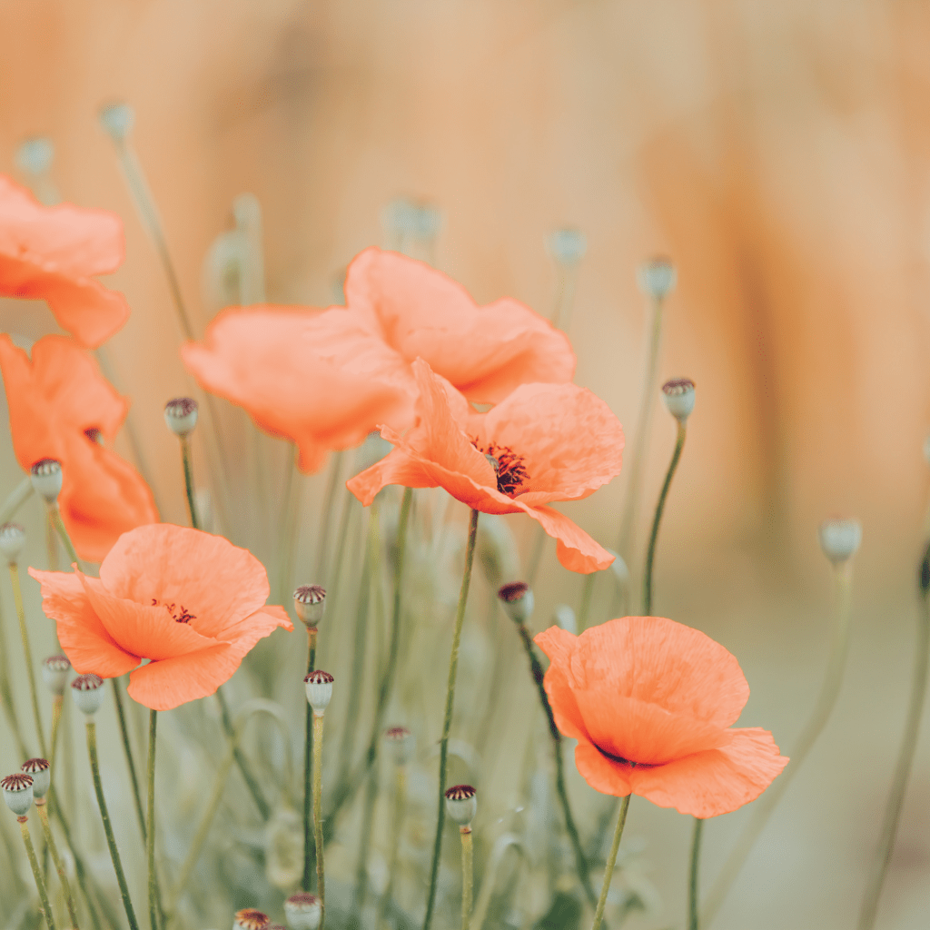 When a Flower Doesn’t&nbsp;Bloom