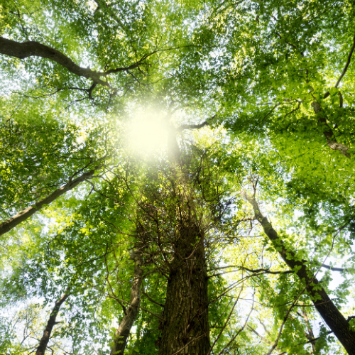 Finding Peace in the Patterns of&nbsp;Nature